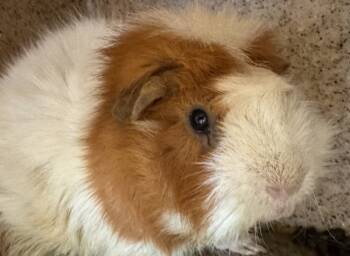 Rescue Guinea Pig Guinea Pigs for Adoption in Houston, Texas - Chris | PetCurious